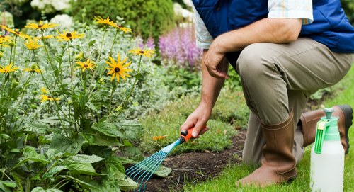 A close-up view of a gardener kneeling on a lush green lawn within a well-maintained garden, with a focus on their proper gardening attire including brown rubber boots, beige trousers, and a blue vest. They are using a small blue-handled rake to gently loosen the soil around a vibrant flower bed that features bright yellow daisies and purple flowering plants, bordered by tidy grass and dark, rich soil. In the background, there are neatly trimmed shrubs and a paved patio area, indicating a well-organized outdoor space typical of residential gardens in the Yiewsley area. A white garden sprayer is positioned nearby on the grass, emphasizing ongoing garden maintenance activities. The scene suggests careful lawn and garden bed care, with natural daylight and a clear sky enhancing the vibrant plant colours, aligning with professional gardening services provided by Lawn Mowing Yiewsley to maintain attractive, healthy gardens.