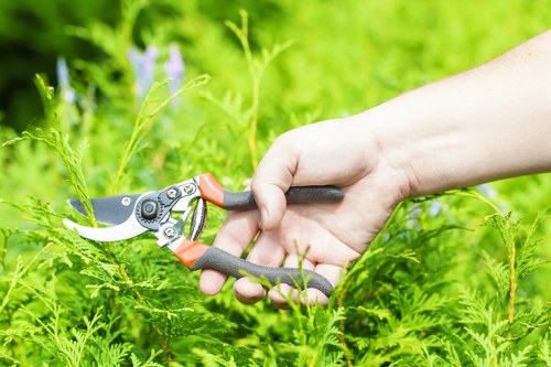 Seasonal hedge trimming techniques