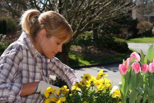 Various plant species suitable for Yiewsley gardens