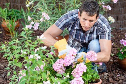 Modern hedge trimming tools in use